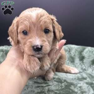Winston, Mini Goldendoodle Puppy